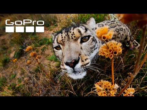 Top 10 GoPro MAX Moments | Best of 360