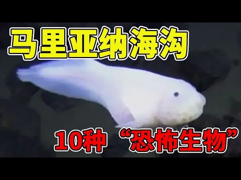 你知道海洋的最深處在哪裡嗎？生活在馬里亞納海溝的10種“恐怖生物”，萬米深海下的致命殺手！【黑土日记】