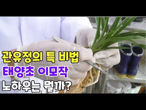 [247편] 깜놀? 1촉을 반년에  3배로^^ 이것때문!? [orchid, 춘란, 풍란, 약초,명장, 다육, 난초,주식,재테크 청년 창업,귀농, 실버]