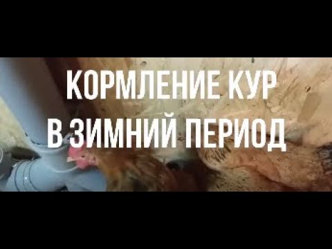 Кормление кур в зимний период. Лук вместо антибиотиков  и пророщенное зерно.