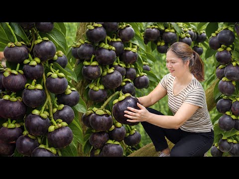 Harvesting RARE Mangosteen - Raw Mangosteen Salad Shocks Everyone | Authentic Village Recipe
