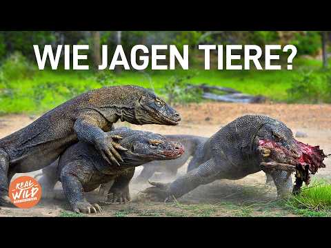 Jäger und Gejagte: Die tödlichsten Taktiken im gesamten Tierreich | XL Doku