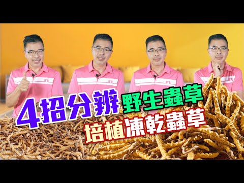 Sam哥 教你分辨 野生 / 培植 / 凍乾 冬蟲夏草！超便宜冬蟲草能否買？凍乾蟲草是真是假？蟲草產地大不同！防騙必睇攻略！Feat 大棧西藏野生冬蟲夏草 Cordyceps 【香港廣東話】