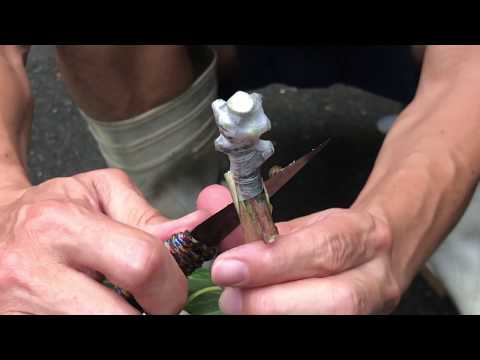 嫁接一棵超好吃『芒果』~值得！