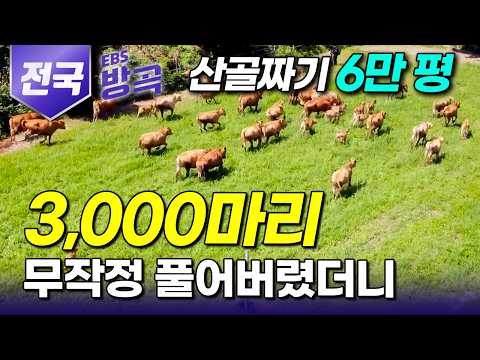 [전국] “세 마리만 숨겨서 들어왔는데..” 13년 키우다 보니 3000마리까지 불어났다｜멀쩡한 산골에다 토끼부터 닭에 소까지 동물 풀어놓은 목장 사람들｜#한국기행 #방방곡곡