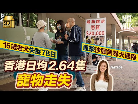 #MM｜香港日均2.64隻寵物走失 沙頭角直擊尋找15歲失蹤78日愛犬過程 熱心市民自發組織幫忙 每星期義務尋犬 入村派傳單、上山搜索、航拍偵查 ：「這是香港人精神」 ｜#700萬種生活 #4K