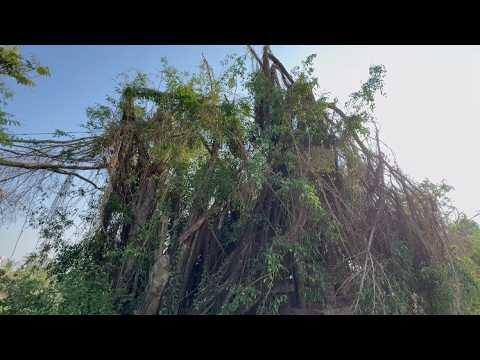 Professional tree cutters are not as good as these 3 guys with a chainsaw