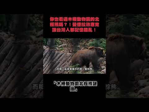 你也看過木柵動物園的北極熊嗎?!曼德拉效應竟讓台灣人都記憶錯亂!#下水道先生 #曼德拉效應 #木柵動物園 #北極熊