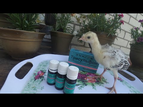 ТРИСУЛЬФОН для курчат, індичат, для кур- несучок.  ПТАХІВНИЦТВО ДЛЯ ПОЧАТКІВЦІВ.
