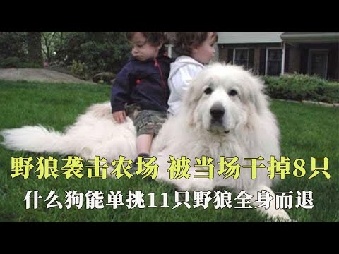 野狼袭击农场，被牧羊犬当场干掉8只，大白熊犬为何能单挑11只野狼？【西风探瘦马】