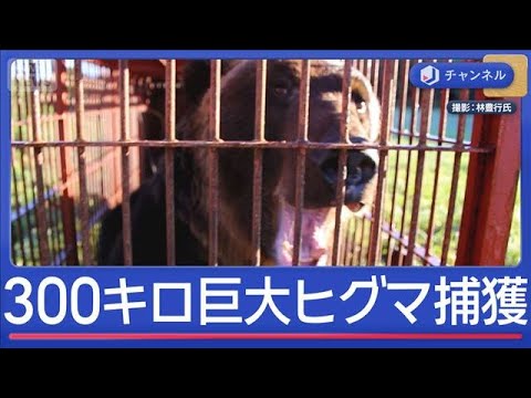 300キロのヒグマが箱罠に…クマの町に学ぶ対策【スーパーJチャンネル】(2025年10月16日)