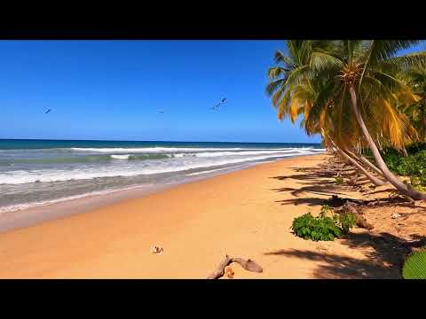 Tropical Beach Ambience | Gentle Ocean Waves, Swaying Palm Trees & Serene Summer Vibes 🌴☀️ No Music