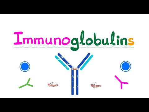 Antibodies (Immunoglobulins) - IgG, IgM, IgA, IgE, IgD - Gamma Globulins - Humoral Immunity - Immuno