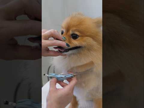 Dog’s Teddy Bear Cut Transformation with Scissors | Korean Pet Groomer