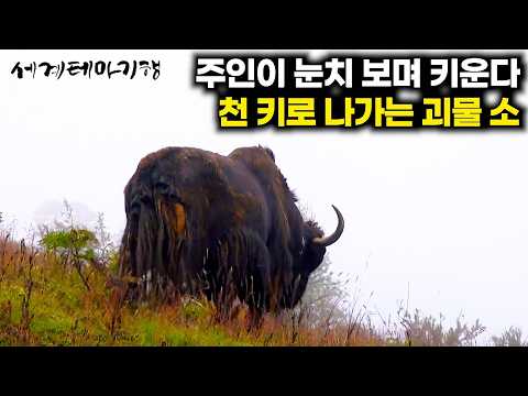 잘못 치이면 즉사. 성격 사납기로 유명한 어마어마한 덩치의 블랙야크｜세계테마기행｜#세테깅