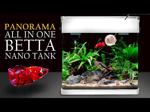 PANORAMA: Nano Betta Aquarium Build Tutorial