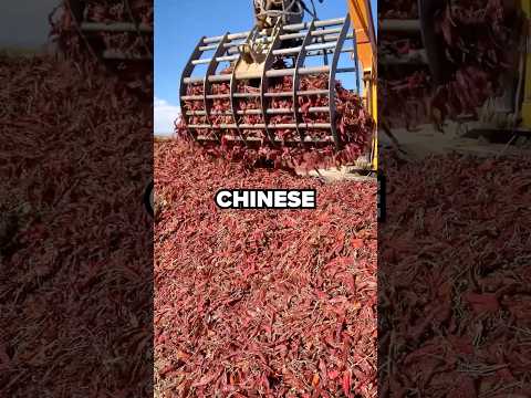 Inside a Chinese Chilli Farm #shorts