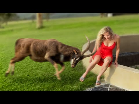 When Animals Go On A Rampage And Got Caught On Camera