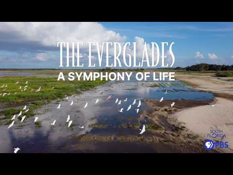 The Everglades: A Symphony of Life | Full Documentary