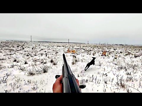 ОХОТА НА ЗАЙЦА 2024!СОТНЯ ЗАЙЦЕВ НА ОДНОЙ ПОЛЯНЕ!ТАКАЯ ОХОТА БЫВАЕТ РАЗ В ЖИЗНИ!