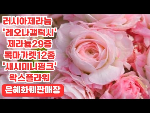 은혜화훼판매장🌳전화주문 ☎010 26514421#러시아제라늄 레오나갤럭시,아나스타샤,인스피레이션,엠마누엘#제라늄29종 로코코,비누스#목마가렛 새시미니핑크#환타지아#사랑초46종🌳