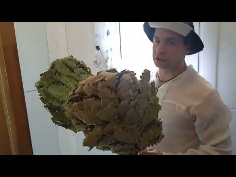 КАК ПРАВИЛЬНО ЗАПАРИВАТЬ ДУБОВЫЙ ВЕНИК ДЛЯ БАНИ | В КАКОЙ ВОДЕ НУЖНО ЗАПАРИВАТЬ ВЕНИК ДЛЯ БАНИ.