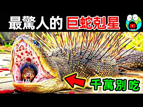 巨蟒吞下獵物，下一秒身體發生驚人一幕！10個最可怕的毒蛇克星，第1名連眼鏡王蛇都不敢招惹。|#地球十大 #世界之最top #世界之最 #地球之最 #腦洞大開 #top10 #巨蛇剋星