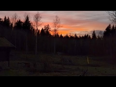 October on the homestead | Lambs farewell, plowing pigs and a Norwegian Wasabi Twist