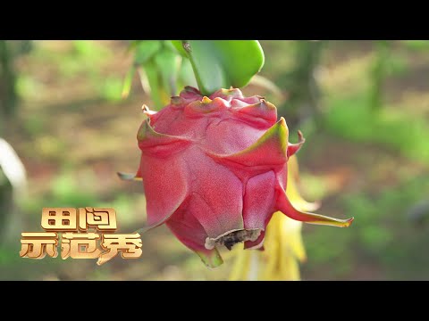 想把火龙果种好，关注枝条健康状况是头等大事！看专家如何让火龙果火起来！丨「田间示范秀」20220712