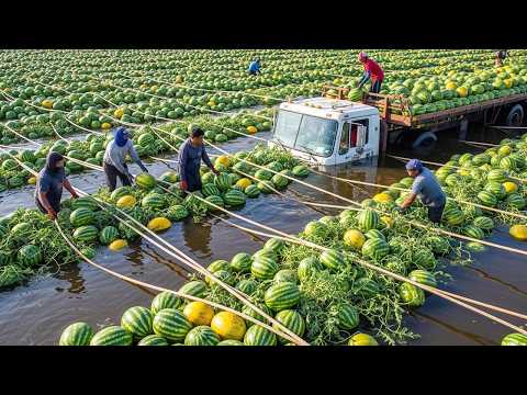 99+ Record Breaking Harvests 💥 You Won't Believe How They’are Picking This Much Food