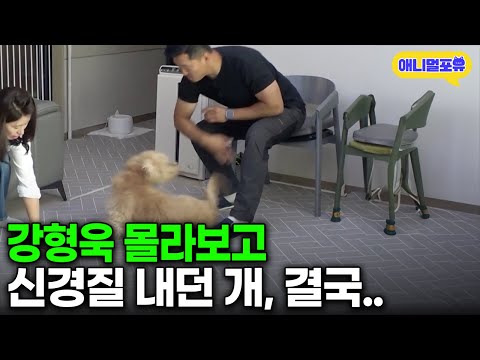 [풀버전] 훈련 도중 강형욱에게 신경질 내는 버릇 없는 개, 결국.. I KBS 개는 훌륭하다 230717 방송