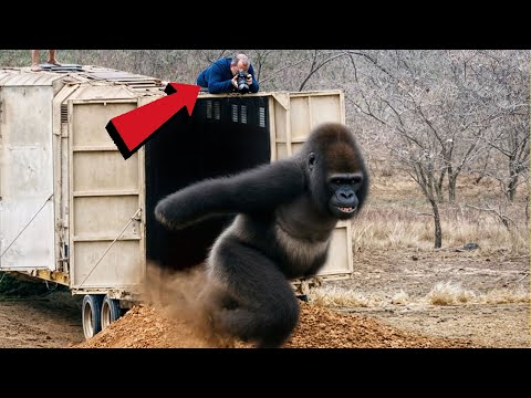 عندما يتم اطلاق سراح الحيوانات لاول مرة | ردة فعلهم مدهشة وغريبة | Part 3