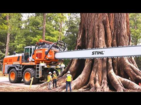 This Guy Cuts Down a Hundred-Year-Old Tree Stump to Create a Highly Valuable Artistic Masterpiece!!!