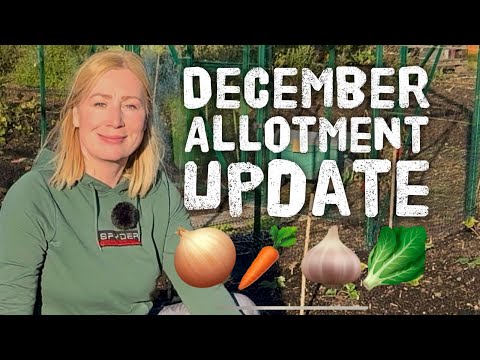 FIRST WEEK OF DECEMBER AT MY ALLOTMENT AND HOW I NEARLY LOST NEW MICROPHONE! 