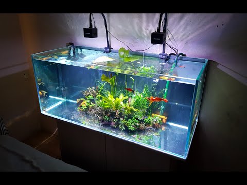 Why aren't plants growing in my aquarium?