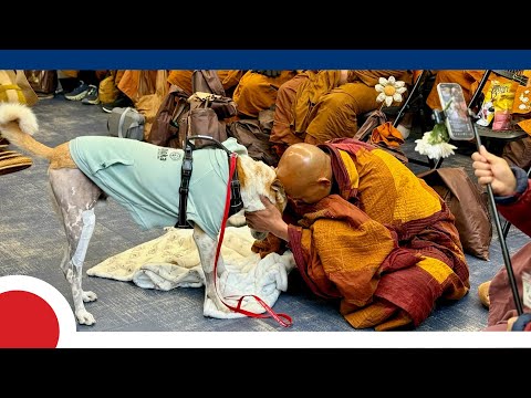 Monk Dog Aloka's Remarkable Recovery: Behind the Scenes of the Peace Walk Pup