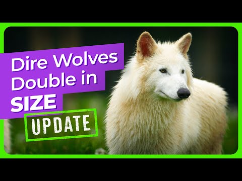 Dire Wolf Update: The Pups Have Doubled in Size