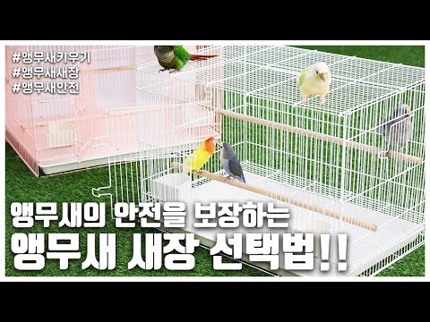 [앵무새키우기] 앵무새 안전을 보장하는 앵무새 새장 선택법!!
