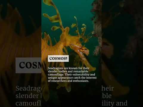 Unveiling secrets of leafy seadragons