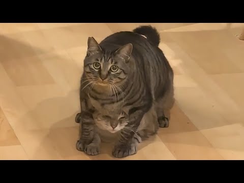 CATS: Bonkers Behavior and Unexpected Antics