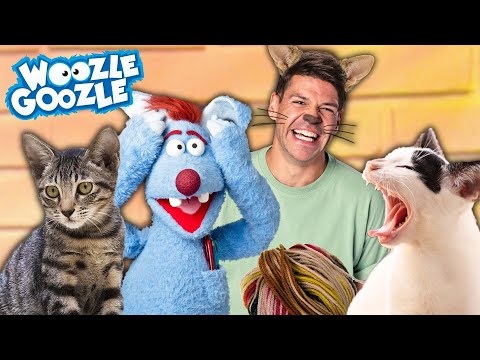 Alles, was du über Katzen wissen musst! l WOOZLE GOOZLE