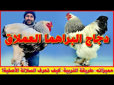 كل ما يجب عليك ان تعرفه عن سلالة دجاج البراهما 🐓و كيف تميز بين البراهما الأصلي و البراهما  المهجن؟