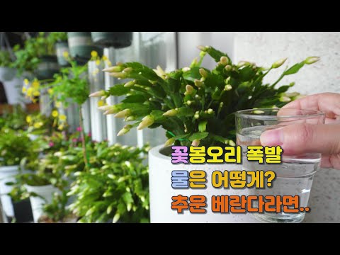 The buds are about to explode! How should I water it? Schlumbergera truncata