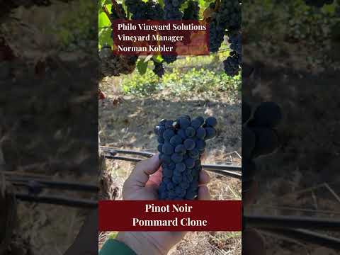 Pinot Noir Clone Profile Pommard 05 With Norman Kobler #pinotnoir #pommardclone #andersonvalley