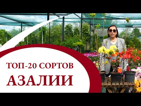 Топ 20 сортов АЗАЛИИ!