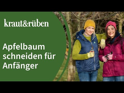 Pruning apple trees 🍎 | Apple tree pruning for beginners