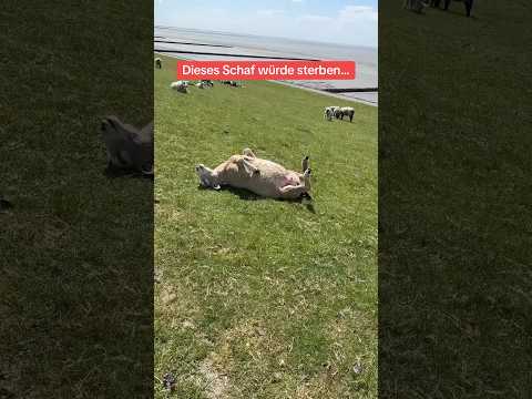 Ich Rette ein Schaf ⚠️🐑
