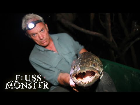 Der Hoplias Aimara: Furchterregender als Piranhas | S3 E07 | Fluss Monster
