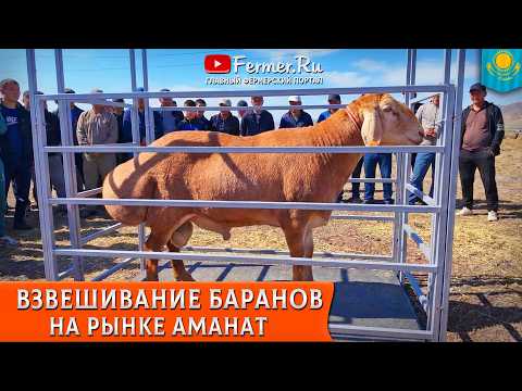 🐏Скотный рынок Аманат. Мал базар в Узынагаше. Показательные взвешивания кошкаров разных линий. 🇰🇿
