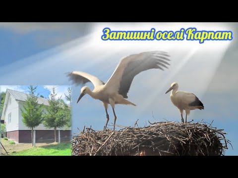 🏠Продаж будинків в Карпатах за приємною ціною. #будинок,#Карпати,#село,#життяуприроді,#дешевежитло,